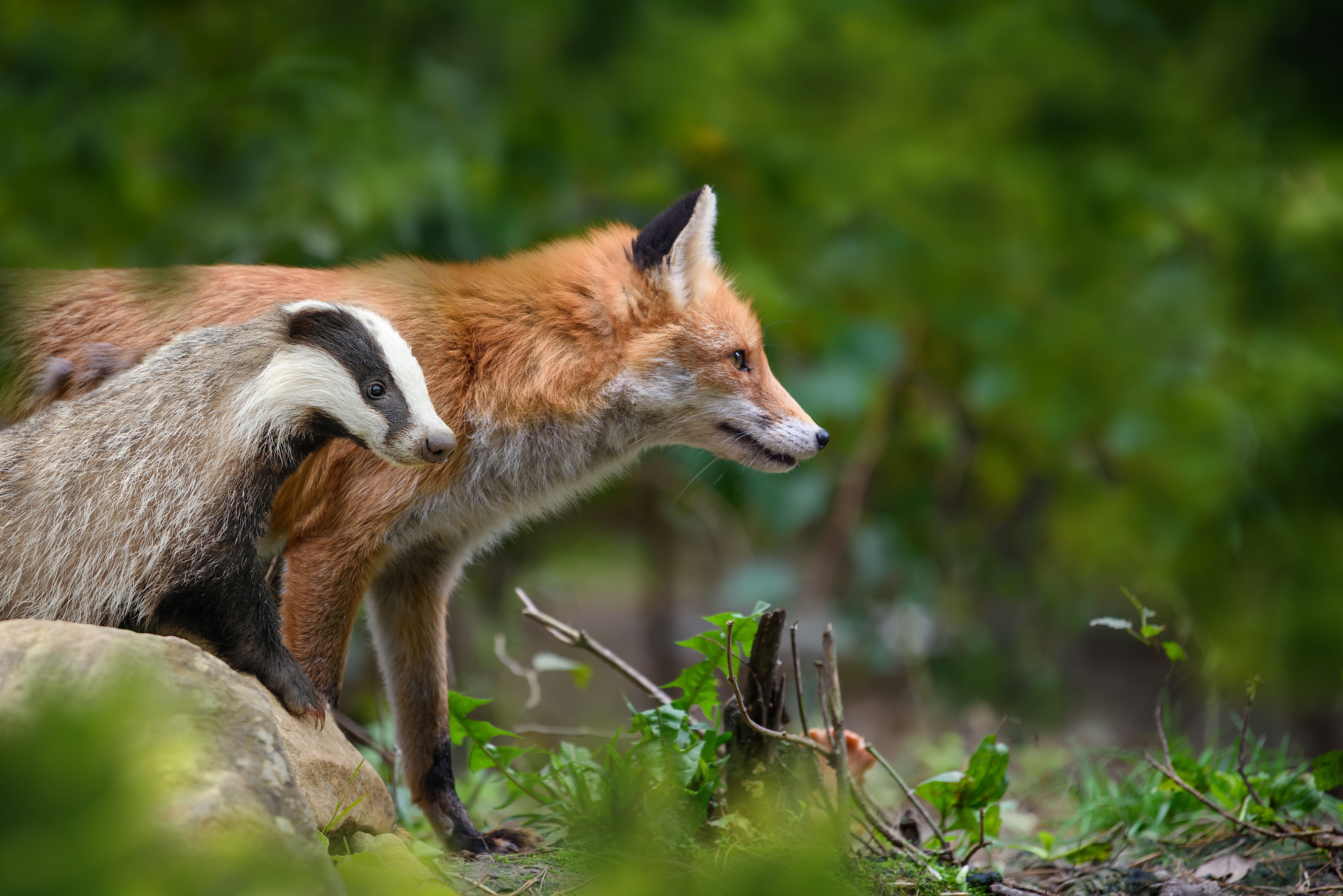 Fox and Badger